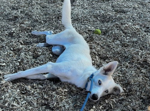 MOLLY, an adoptable Siberian Husky in Albuquerque, NM