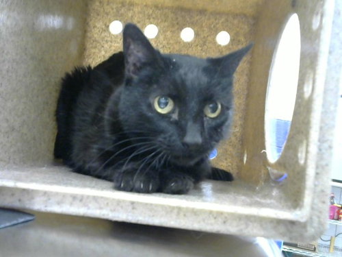 RITA, an adoptable Domestic Short Hair in Albuquerque, NM