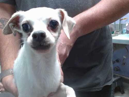QCUMBER, an adoptable Chihuahua in Albuquerque, NM