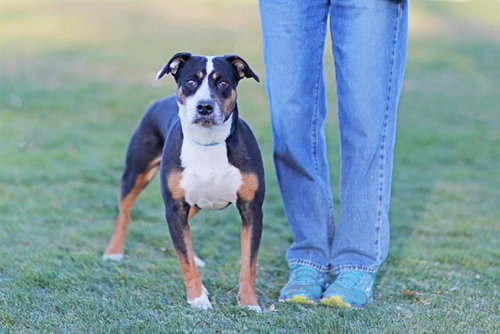 SHORTY, an adoptable Bull Terrier in Albuquerque, NM