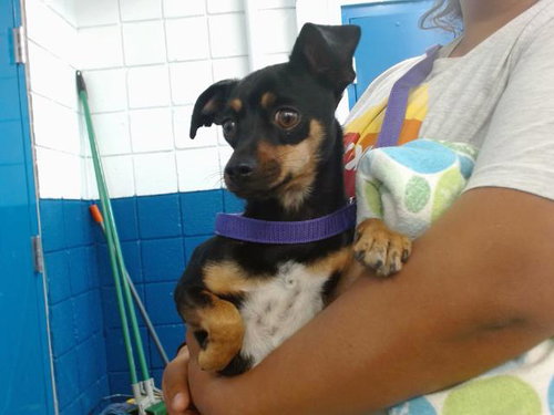 BILLY BOB, an adoptable Miniature Pinscher in Albuquerque, NM