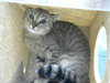 MEOW MEOW - Photo 1