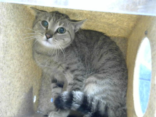 MEOW MEOW - Domestic Short Hair for adoption in Albuquerque