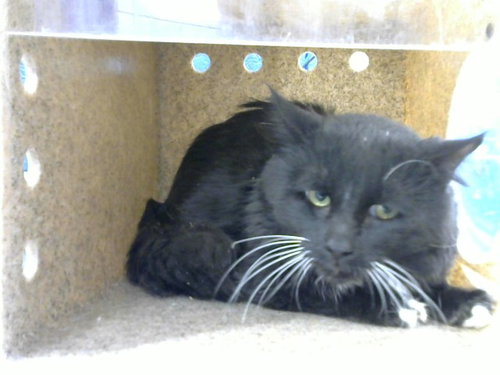 GEE GEE - Domestic Medium Hair for adoption in Albuquerque