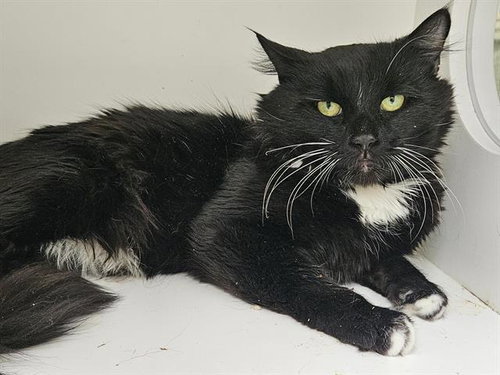 picture of the cat needing adoption