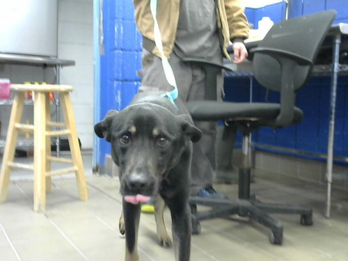 ANAYA - Australian Cattle Dog/Blue Heeler available for adoption