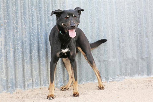 ANAYA - Australian Cattle Dog/Blue Heeler available for adoption
