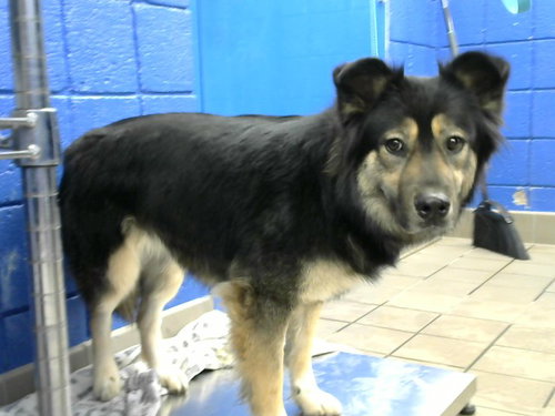 picture of the dog needing adoption
