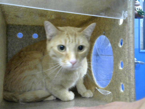 CHAOS - Domestic Short Hair for adoption in Albuquerque