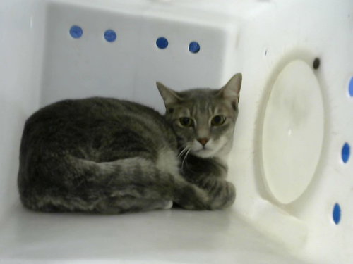 THUNDER - Domestic Short Hair for adoption in Albuquerque