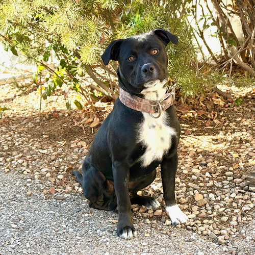 NICKY, an adoptable American Pit Bull Terrier in Albuquerque, NM