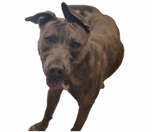 BRINDY, an adoptable American Pit Bull Terrier in Albuquerque, NM