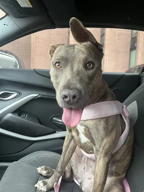Brindy - American Pit Bull Terrier