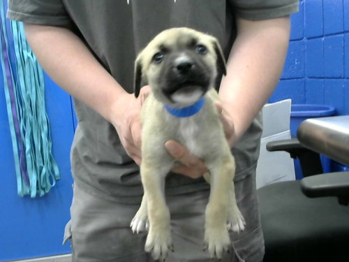 YELLOW - Labrador Retriever available for adoption