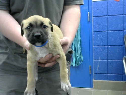 RED - Labrador Retriever available for adoption
