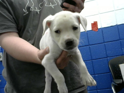 BLUE - Labrador Retriever available for adoption