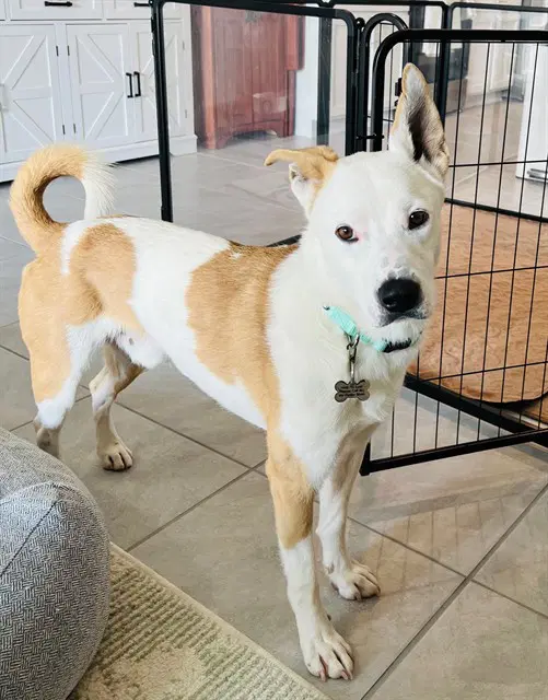 Morris - Australian Cattle Dog/Blue Heeler