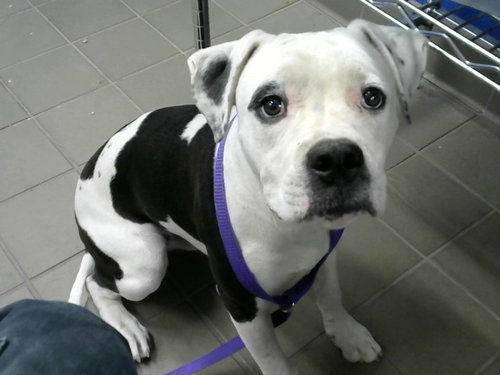 GRAVY, an adoptable American Pit Bull Terrier in Albuquerque, NM