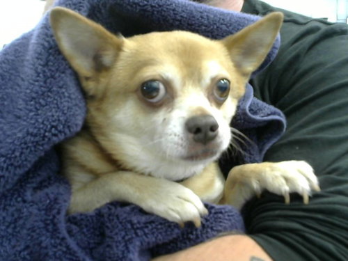 COCO - Chihuahua available for adoption