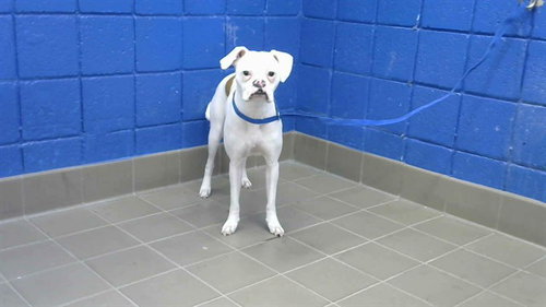 COCO - Boxer available for adoption