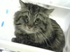 GUS - Photo 1