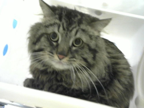 GUS - Domestic Long Hair for adoption in Albuquerque