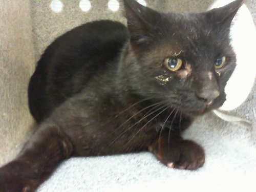 BENTLEY, an adoptable Domestic Short Hair in Albuquerque, NM
