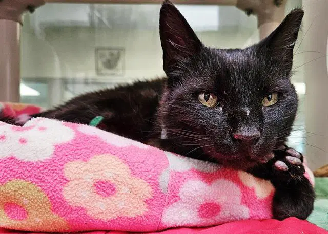 Sashimi - Domestic Short Hair