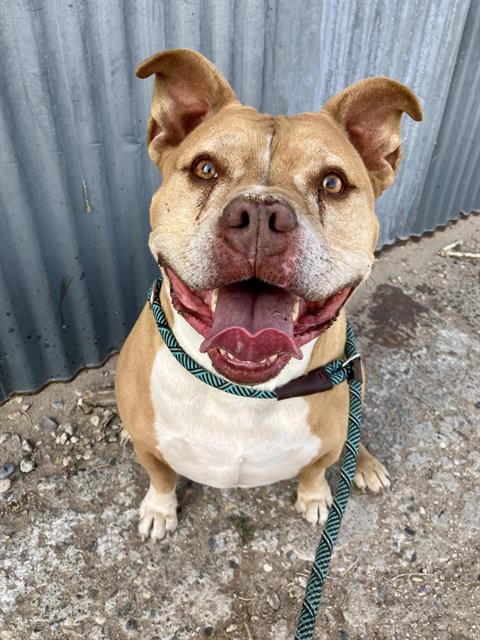 ARES, an adoptable Pit Bull Terrier in Albuquerque, NM