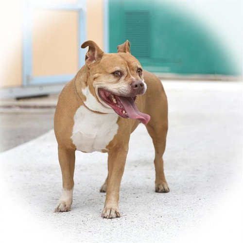 ARES, an adoptable Pit Bull Terrier in Albuquerque, NM