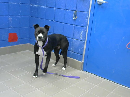 IVY - Boxer available for adoption