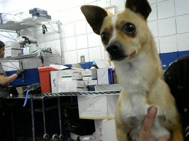 BISCOCHITO Image
