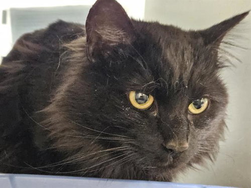 picture of the cat needing adoption