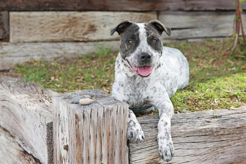 FRECKLES, an adoptable Pit Bull Terrier in Albuquerque, NM