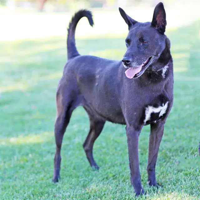Luna - Queensland Heeler