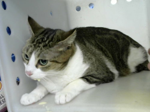 picture of the cat needing adoption