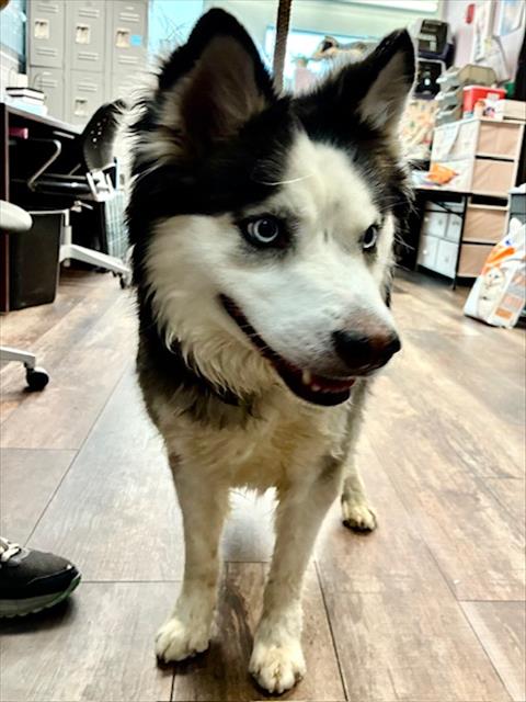 TYSON, an adoptable Husky in Albuquerque, NM