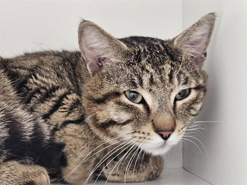 picture of the cat needing adoption