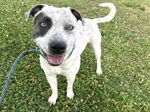 OREO, an adoptable Pit Bull Terrier in Albuquerque, NM