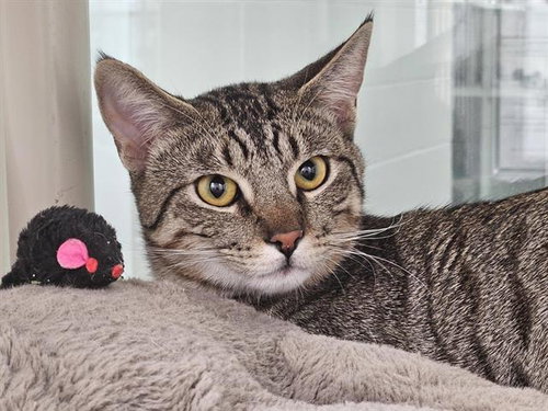 picture of the cat needing adoption