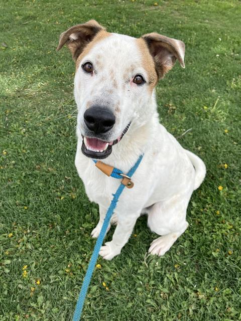 picture of the dog needing adoption