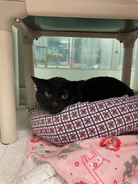 picture of the cat needing adoption