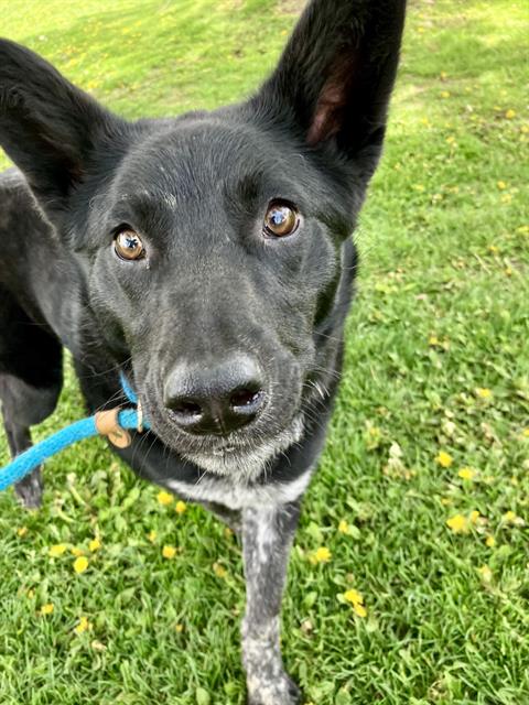 DION, an adoptable Border Collie in Albuquerque, NM