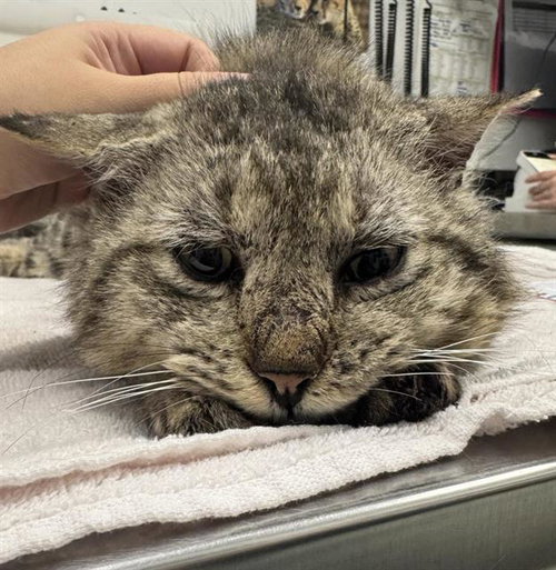 picture of the cat needing adoption