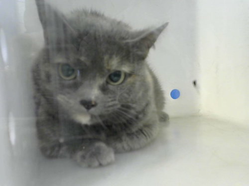 picture of the cat needing adoption