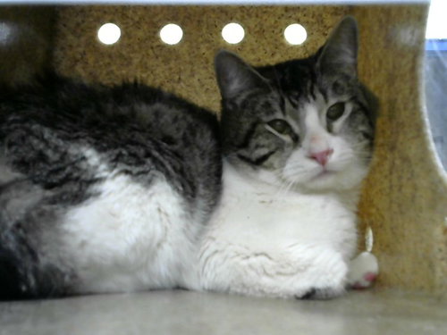 picture of the cat needing adoption