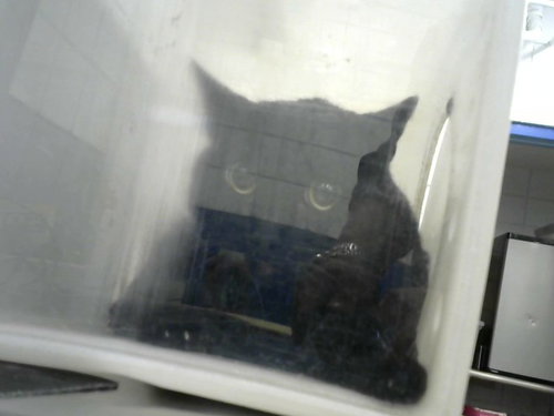 picture of the cat needing adoption