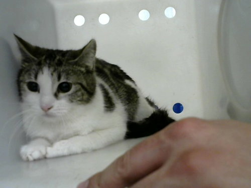 picture of the cat needing adoption