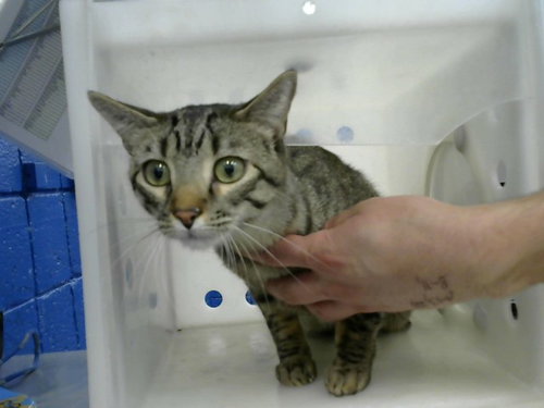 picture of the cat needing adoption