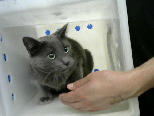 picture of the cat needing adoption